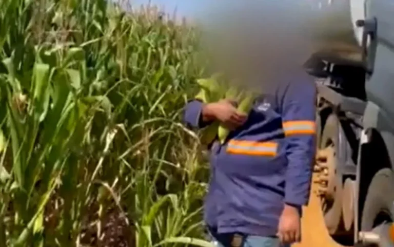 GERENTE DE FAZENDA QUE HUMILHOU CAMINHONEIRO QUE PEGAVA ESPIGAS DE MILHO EM PLANTAÇÃO É DENUNCIADO POR DISCRIMINAÇÃO