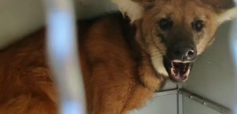 BOMBEIROS RESGATAM LOBO-GUARÁ, EM JATAÍ