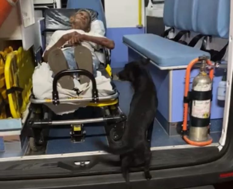 AMIZADE VERDADEIRA: CACHORRO ACOMPANHA SOCORRO DE DONA E SEGUE AMBULÂNCIA ATÉ HOSPITAL EM APARECIDA DE GOIÂNIA