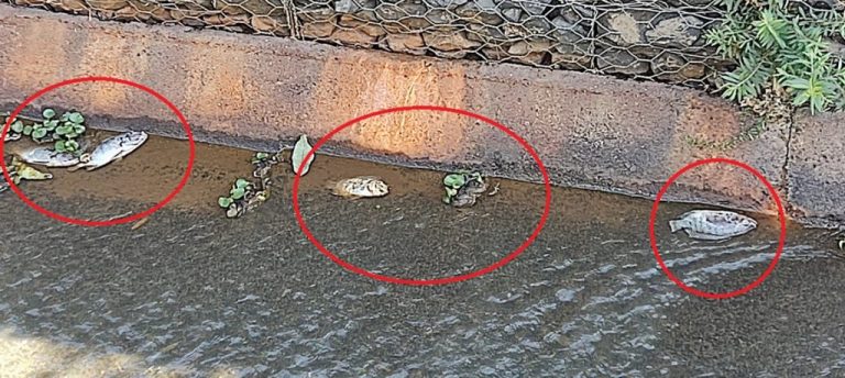 PEIXES VOLTAM A APARECER MORTOS NAS IMEDIAÇÕES DA REPRESA DO HALEY E SEMMAC INVESTIGA O CASO