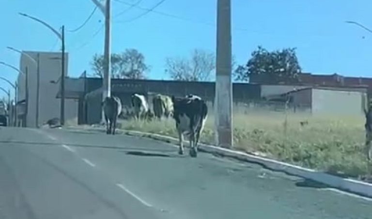 VACAS SÃO FLAGRADAS NA AVENIDA JOSÉ MARCELINO, PRÓXIMO AO LOTEAMENTO MARIA AMÉLIA