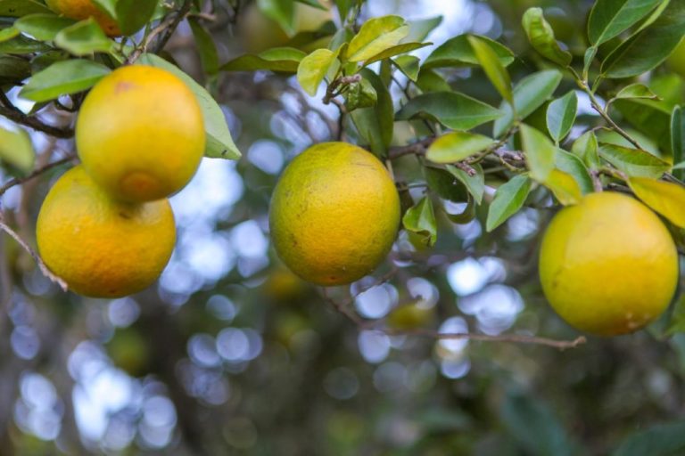 EM GOIÁS, PRODUÇÃO DE LARANJA DEVE CRESCER 1,9% EM 2022