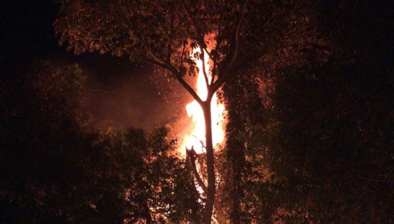 MATA DO SETOR UNIVERSITÁRIO ESTÁ EM CHAMAS E MORADORES DAS IMEDIAÇÕES FICAM ASSUSTADOS