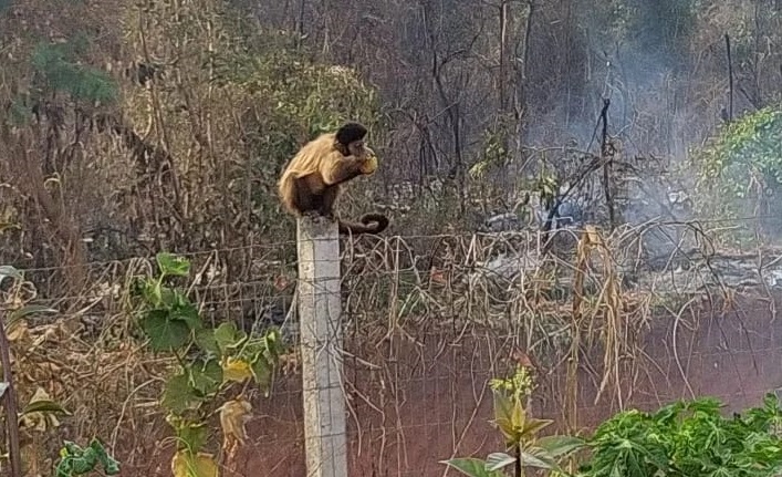 BOMBEIROS MONTAM FORÇA-TAREFA PARA CONTÉR CHAMAS NA MATA DO SETOR UNIVERSITÁRIO; RESERVA AMBIENTAL É CHEIA DE ANIMAIS
