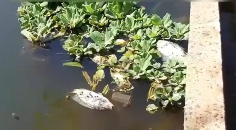 SEMMAC VAI INVESTIGAR MORTES DE PEIXES EM REPRESAS DE CATALÃO