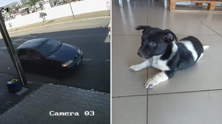 CASAL DE AMIGOS SÃO CONDUZIDOS A DELEGACIA APÓS SEREM FLAGRADOS ABANDONANDO FILHOTE DE CACHORRO EM RUA MOVIMENTADA DE CATALÃO