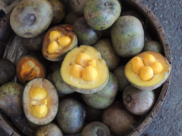 EXTRAÇÃO DE PEQUI CRESCE 8,1% EM GOIÁS