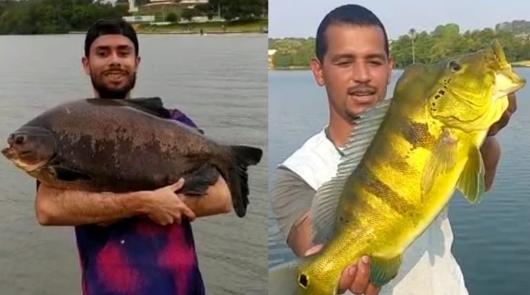 CATALANOS PESCAM CARANHA E TUCUNARÉ GIGANTES NA REPRESA DO CLUBE DO POVOS; PEIXES FORAM DEVOLVIDOS AO LAGO