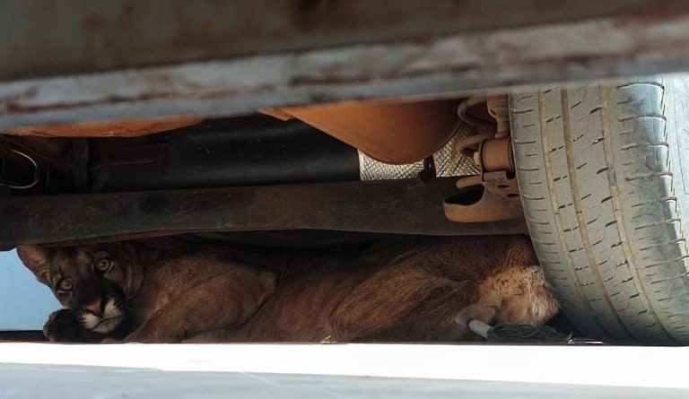 BOMBEIROS DE ITUMBIARA LEVAM CERCA DE 7 HORAS PARA CAPTURAR ONÇA PARDA QUE ESTAVA EM GARAGEM DE RESIDÊNCIA