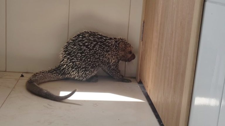 BOMBEIROS DE CATALÃO CAPTURAM OURIÇO CACHEIRO DE DENTRO DE COZINHA DE CASA NO MARIA AMÉLIA II