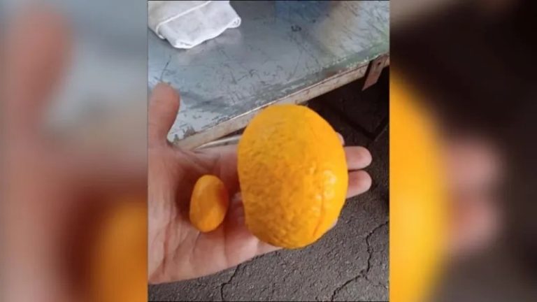 VÍDEO: FEIRANTE DE GOIÂNIA VIRALIZA NAS REDES SOCIAIS APÓS ENCONTRAR PEQUI GIGANTE COM MAIS DE 1 KG