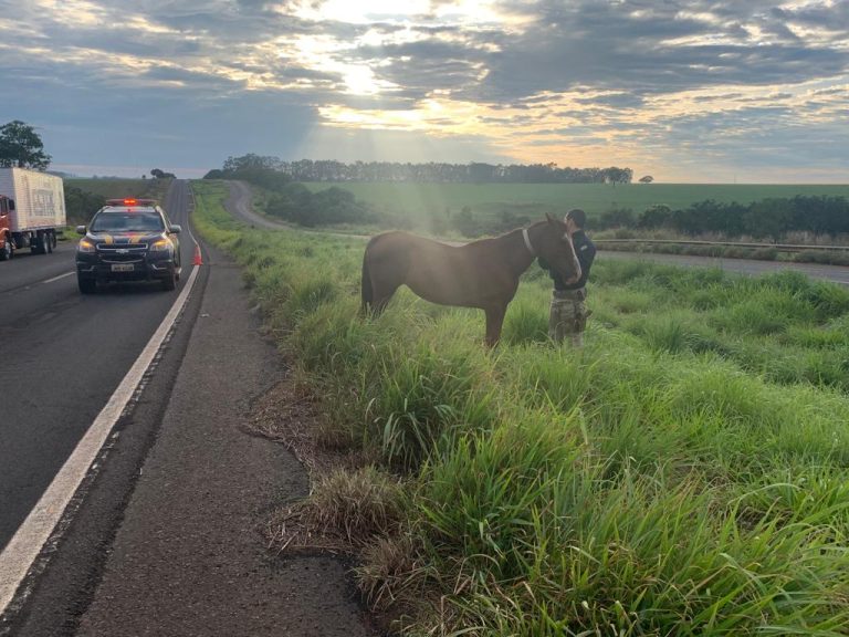 PRF CAPTURA ANIMAIS SOLTOS EM RODOVIAS DO SUDOESTE GOIANO