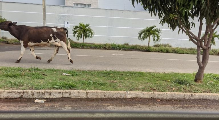 VACAS E CAVALOS SÃO FLAGRADOS EM AVENIDA DO BAIRRO ALTO DA BOA VISTA 2