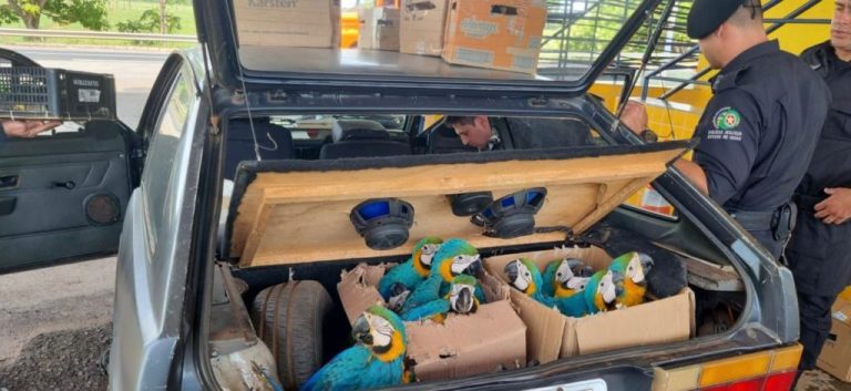 VÍDEO: ANIMAIS SILVESTRES SÃO APREENDIDOS PELA PRF AO SEREM TRANSPORTADOS DE FORMA ILEGAL E EM SITUAÇÃO PRECÁRIA; ABORDAGEM FOI NA BR-153, EM MORRINHOS-GO