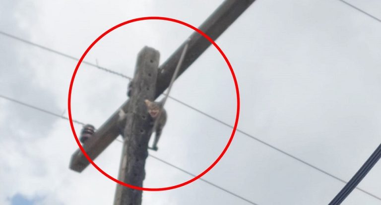 GATO PRESO EM POSTE É RETIRADO POR COLABORADORES DA ENEL DE CATALÃO