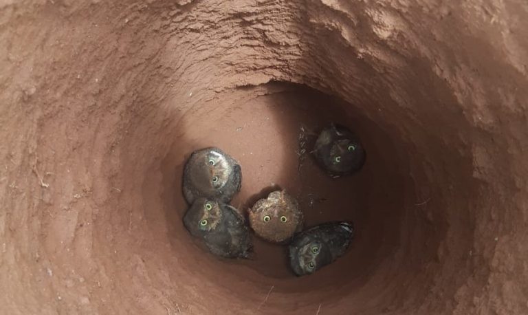 BOMBEIROS RESGATAM CORUJA E FILHOTES  DENTRO DE BURACO DE CONSTRUÇÃO EM PIRES DO RIO