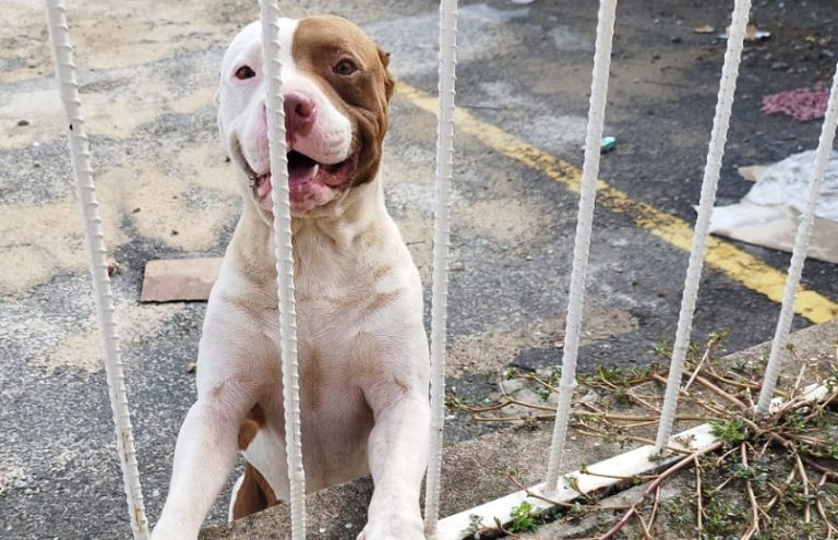 MORADORA DO BAIRRO SÃO JOÃO, EM CATALÃO, PEDE AJUDAR PARA ENCONTRAR DONOS DE CACHORROS, ENTRE ELES DA RAÇA PIT BULL