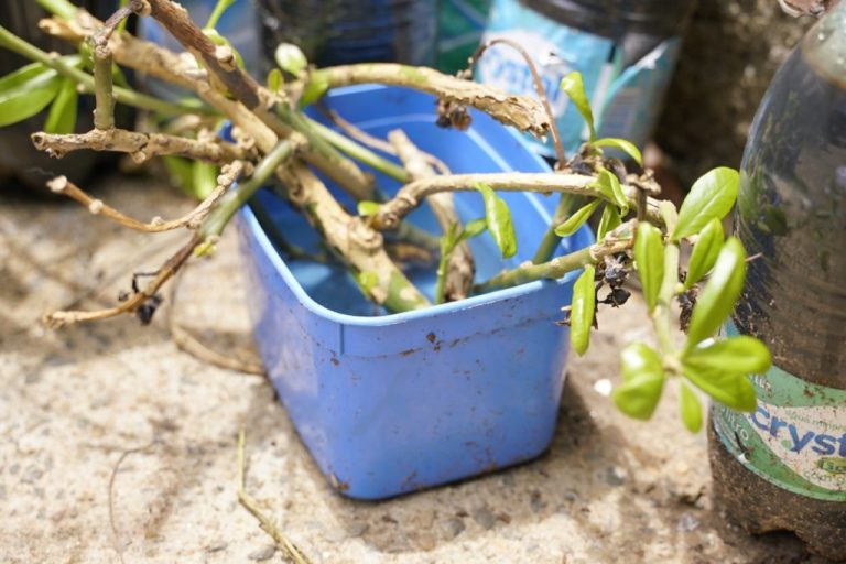 GOVERNO DE GOIÁS ALERTA SOBRE PROLIFERAÇÃO DO AEDES AEGYPTI EM CASAS DESABITADAS DURANTE AS FÉRIAS