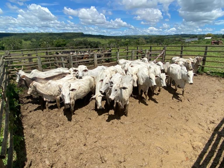 PM DE CATALÃO RECUPERA 22 CABEÇAS DE GADO NELORE FURTADAS EM FAZENDA DE GOIANDIRA; QUATRO SUSPEITOS DE PARTICIPAÇÃO NO FURTO FORAM PRESOS E UM HOMEM FOI DETIDO POR RECEPTAÇÃO