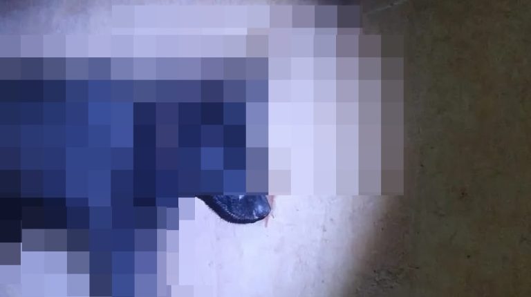 MATANÇA DE ANIMAIS: POLÍCIA CIVIL INVESTIGA ENVENENAMENTO DE CÃES E GATOS EM OUVIDOR