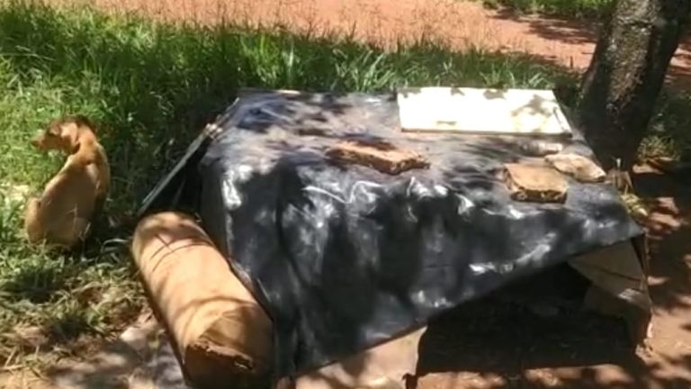 MORADORA DA ZONA RURAL DENUNCIA DESCARTE E ABANDONO DE CACHORROS EM ESTRADA VICINAL COM ENTRADA PELO BAIRRO COPACABANA, EM CATALÃO