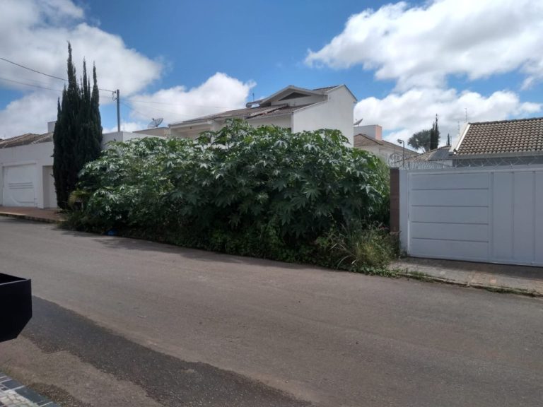 QUERO VER NO BLOG: CERCA VIVA? DECORAÇÃO? NÃO! PÉ MAMONA E MATO EM LOTE BALDIO NO ALTO DA BOA VISTA