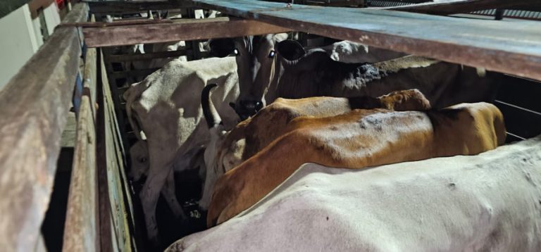 BATALHÃO RURAL RECUPERA 14 CABEÇAS DE GADO AVALIADAS EM R$ 40 MIL REAIS; FURTO FOI EM PROPRIEDADE DE GOIANDIRA