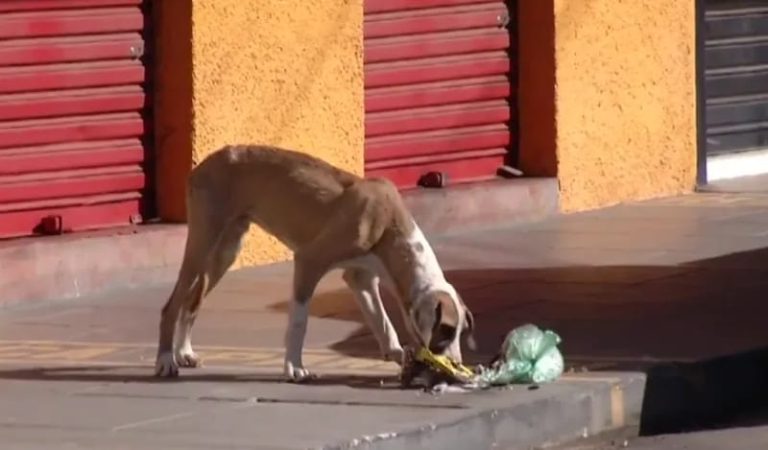 PREFEITURA DE IPAMERI USA MÉTADO PARA EVITAR QUE CÃES E GATOS ENTREM NO CIO; VETERINÁRIOS CONDENAM