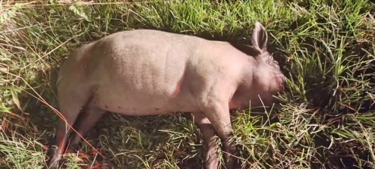 LADRÕES ABATEM LEITOA EM PROPRIEDADE RURAL, MAS FOGEM DEIXANDO O ANIMAL E SUAS MOTOCICLETAS AO PERCEBEREM A CHEGADA DA POLÍCIA