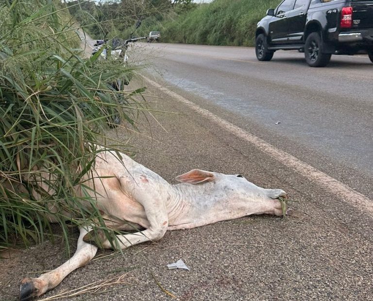 MOTO COLIDE COM VACA SOLTA EM RODOVIA ENTRE CATALÃO E GOIANDIRA E MOTOCICLISTA ESCAPA POR POUCO