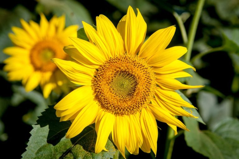 PRODUÇÃO GOIANA DE GIRASSOL DEVE AUMENTAR 65,1% NA SAFRA 2022/2023