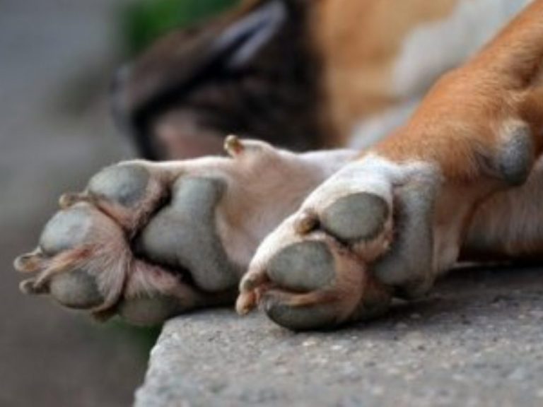 IDOSO É PRESO POR ZOOFILIA APÓS SER FLAGRADO ABUSANDO DE CACHORRINHA EM SANTO ANTÔNIO DO RIO, DISTRITO DE CATALÃO