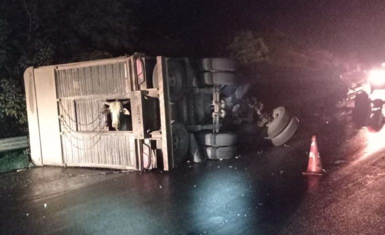 ACIDENTE ENVOLVENDO CARRETA COM CARGA VIVA CAUSA MORTES DE ANIMAIS NA BR-050, NA DIVISA DE GOIÁS COM MINAS GERAIS