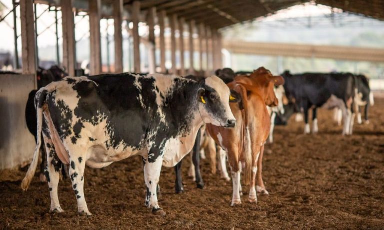 ADVOGADO ORIENTA COMO PRODUTORES DEVEM AGIR DIANTE DA SUSPENSÃO DE EXPORTAÇÕES DA CARNE BOVINA