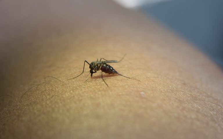 ANVISA APROVA NOVA VACINA PARA A DENGUE