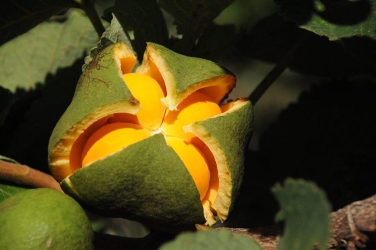 EMATER PREPARA MUDAS DE PEQUI SEM ESPINHOS PARA PÚBLICO EM GERAL