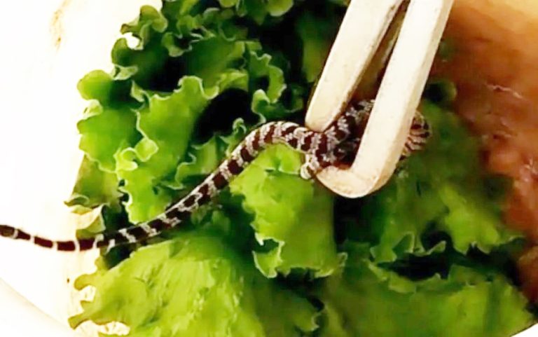DOMÉSTICA ENCONTRA COBRA EM MEIO A ALFACE DURANTE O PREPARO DO ALMOÇO