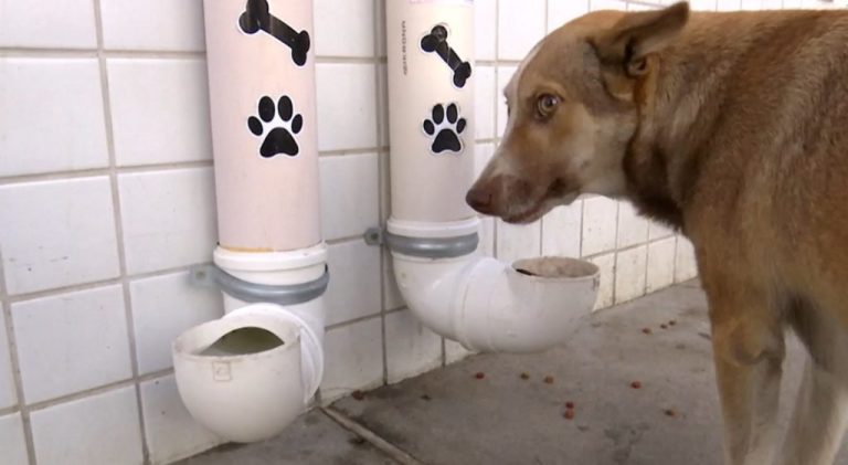 EM GOIÁS, PROJETO DE LEI GARANTE O DIREITO DE FORNECER ALIMENTO E ÁGUA AOS ANIMAIS QUE ESTÃO EM SITUAÇÃO DE RUA