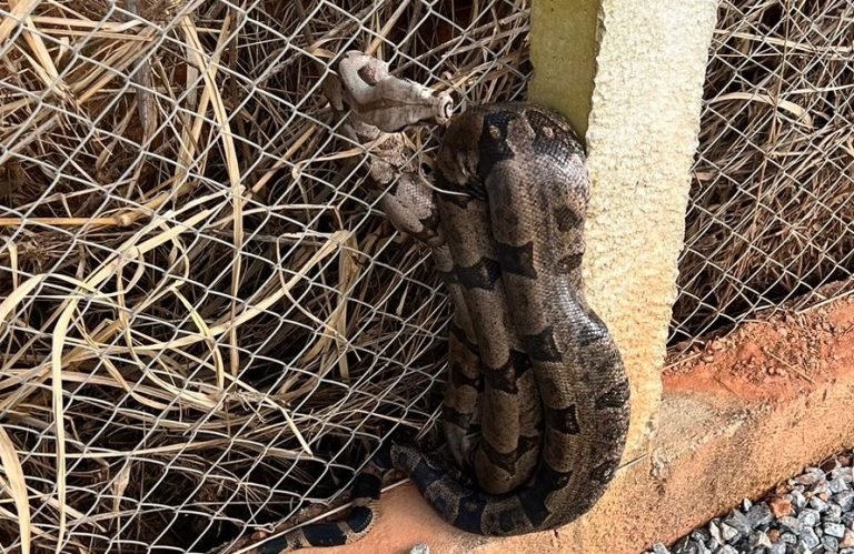 BOMBEIROS RESGATAM JOBOIA PRESA EM TELA DE ALAMBRADO EM CATALÃO