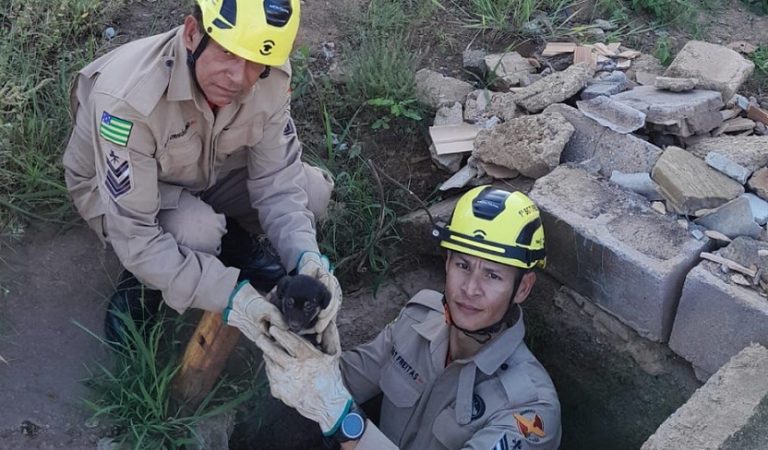 RESGATE EMOCIONANTE: FILHOTE DE COCHORRO SALVO DE TUBULAÇÃO DE ÁGUA PLUVIAL EM LUZIÂNIA