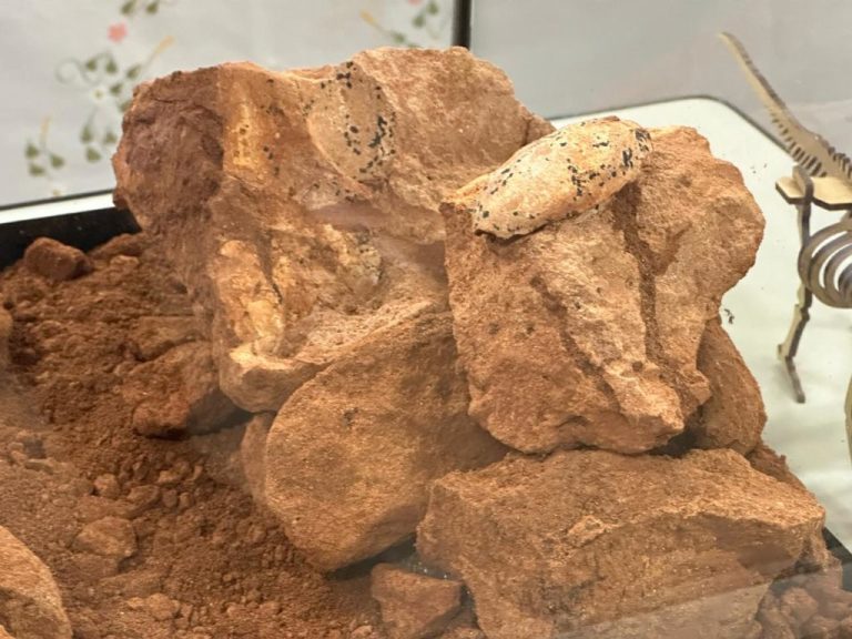 ECOVIAS DO CERRADO ENTREGA FÓSSIL DE 80 MILHÕES DE ANOS A UNIVERSIDADE ESTADUAL DE MINAS GERAIS DE ITUIUTABA