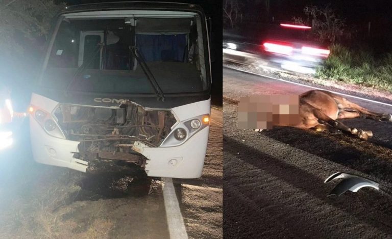ACIDENTE NA GO-330: CAVALO ATRAVESSA PISTA E CAUSA COLISÃO COM MICRO-ÔNIBUS ENTRE OUVIDOR E CATALÃO
