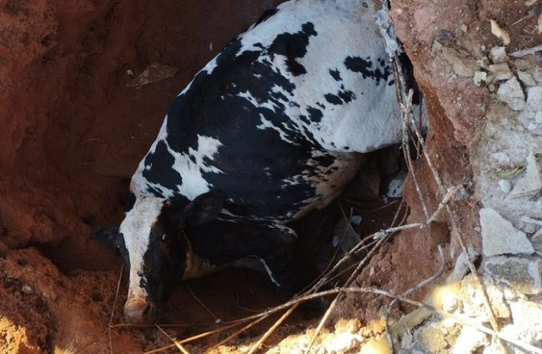 OPERAÇÃO DE RESGATE SALVA VACA PRESA EM FOSSA NO PAINEIRAS, EM CATALÃO