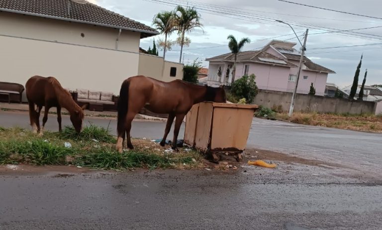 PERIGO NAS RUAS: EQUINOS SOLTOS EM CATALÃO AMEAÇÃM TRÂNSITO E BEM-ESTAR ANIMAL