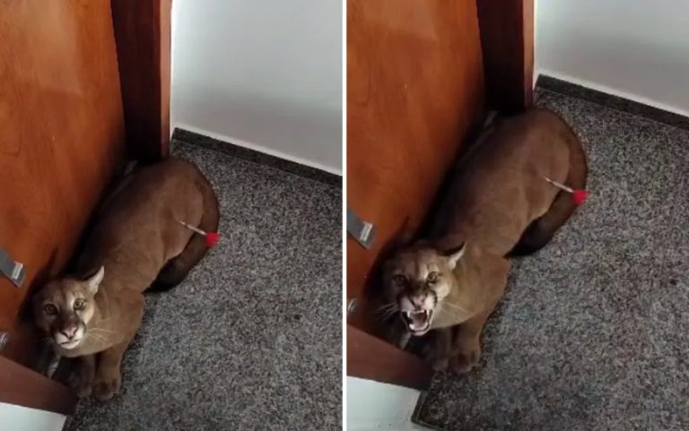 ONÇA É ENCONTRADA EM CONDOMÍNIO DE LUXO EM GOIÂNIA ONDE MORAM A INFUENCIADORA VIRGINIA E O CANTOR ZÉ FELIPE