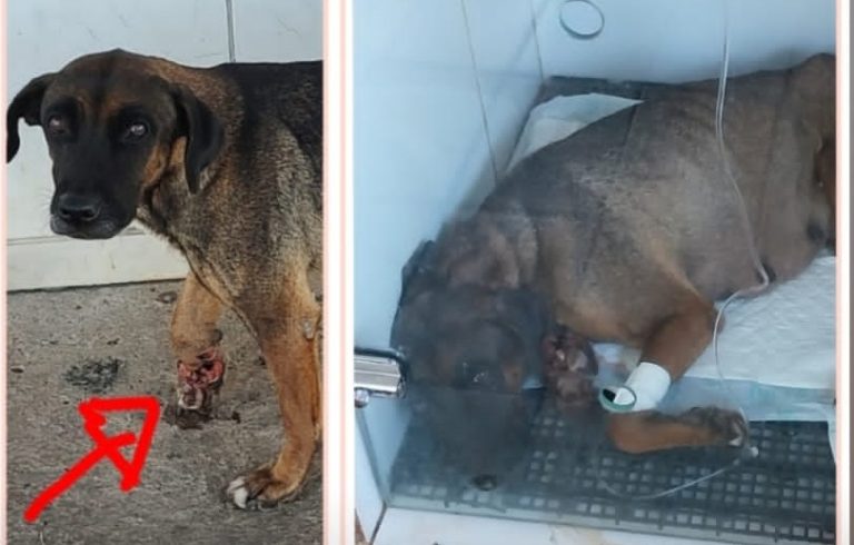 PROTETORES DE ANIMAIS DE CATALÃO SE UNEM PARA AJUDAR CADELINHA FERIDA EM SITUAÇÃO DE RUA