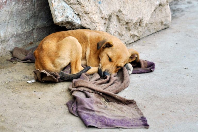 MPGO COBRA AÇÃO PARA RESGATE DE ANIMAIS EM ABRIGO DE GOIÂNIA QUE ESTÁ COM ORDEM DE DESPEJO
