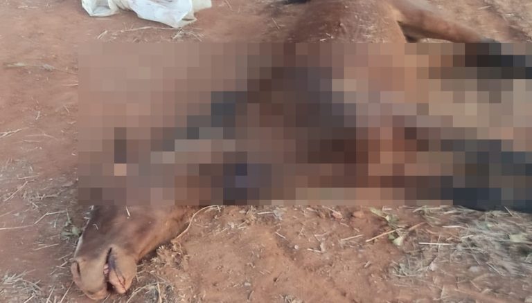 ATAQUE DE ABELHAS MATA EQUINO EM CAVALGADA EM CAMPO ALEGRE DE GOIÁS