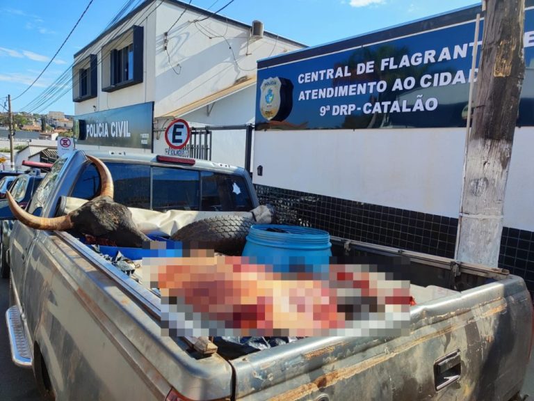 BATALHÃO RURAL PRENDE HOMEM POR ABATE ILEGAL DE GADO EM DAVINÓPOLIS