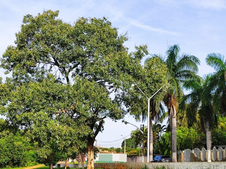 DECISÃO DO TJGO: MUNICÍPIO DE CATALÃO É PROIBIDO DE REMOVER ÁRVORES SAUDÁVEIS EM RUAS E PRAÇAS